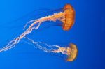 565246_jellyfish