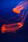 red-jellyfish